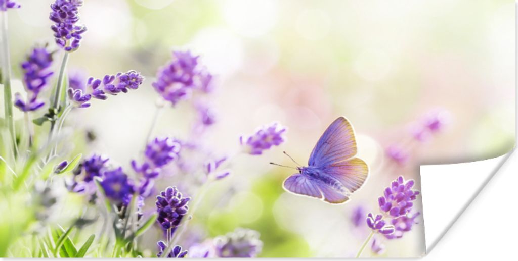 MuchoWow Poster Lavendel - Schmetterling - Blumen - Natur 40x20 cm - Poster für die Wand - Poster Schlafzimmer