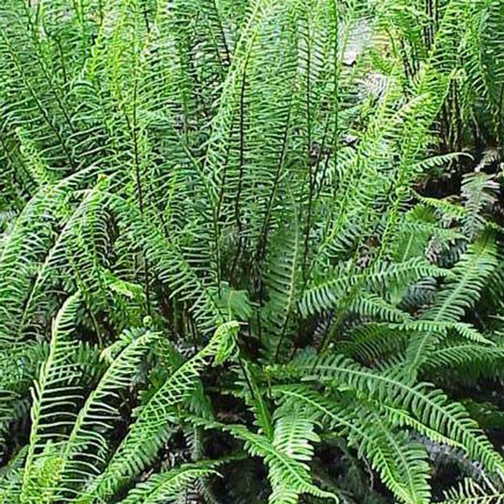 6 x Rippenfarn spicant - Blechnum spicant | Topf 9cm x 9cm