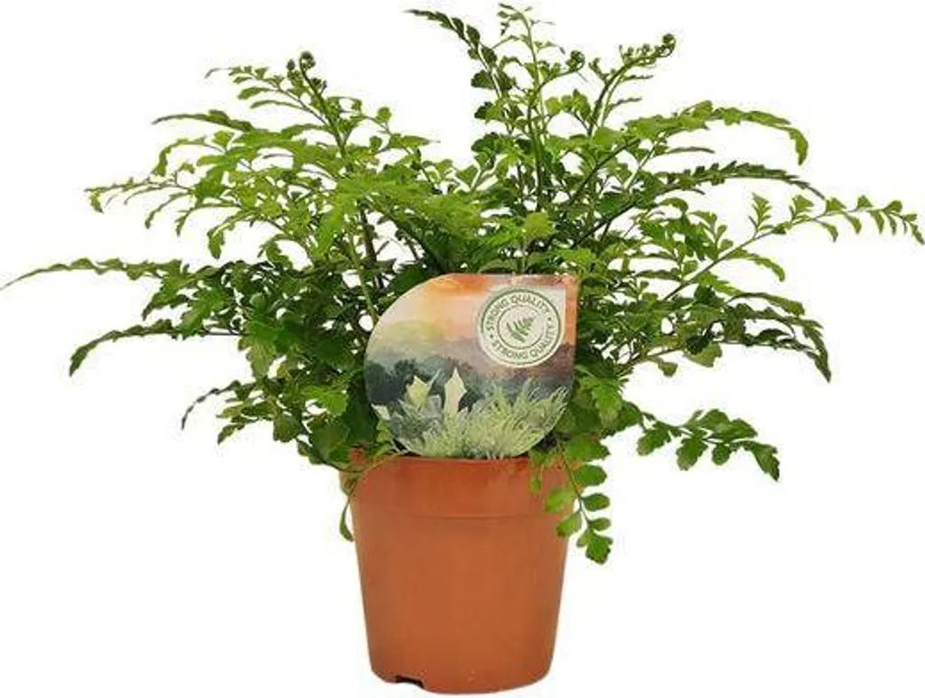Fougère Asplenium Parvati : Plante d'Intérieur Facile et Robuste