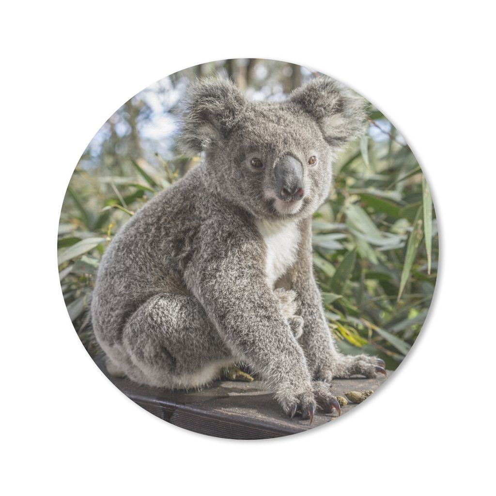 MuchoWow Mauspad Mousepad Koala - Regal - Pflanzen - Kinder - Jungen - Mädchen 50x50 cm - Mousepads - Maus Mat - Pad - Mausunterlage - Vinyl