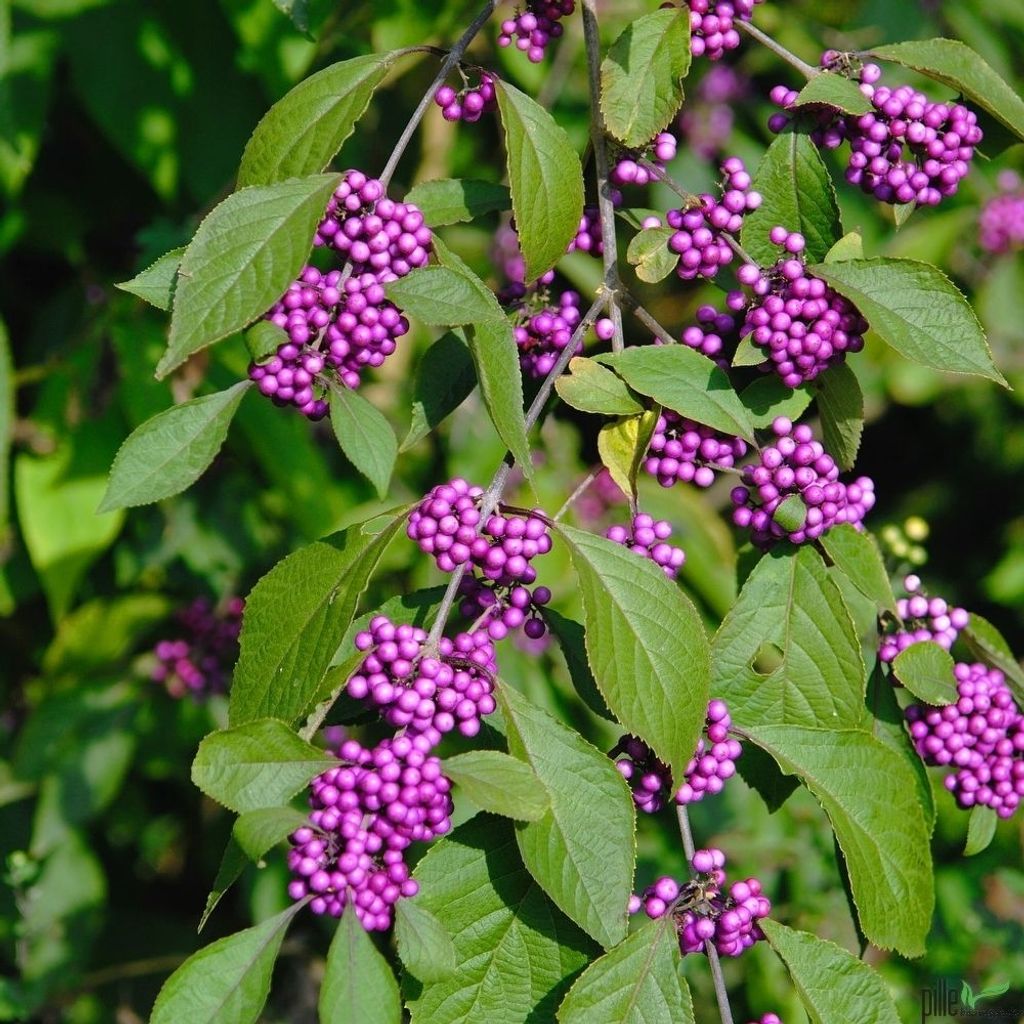 Liebesperlenstrauch / Schönfrucht Profusion Callicarpa Produktbild 