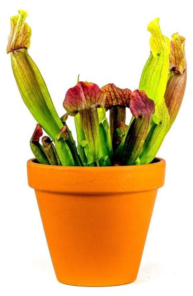 Gardners Sarracenia mix, priemer 9 cm Obrázok produktu 