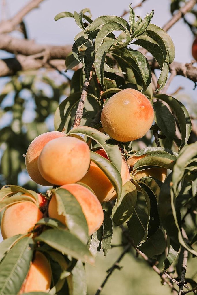 Kamelur Bio Aprikosen 3 kg