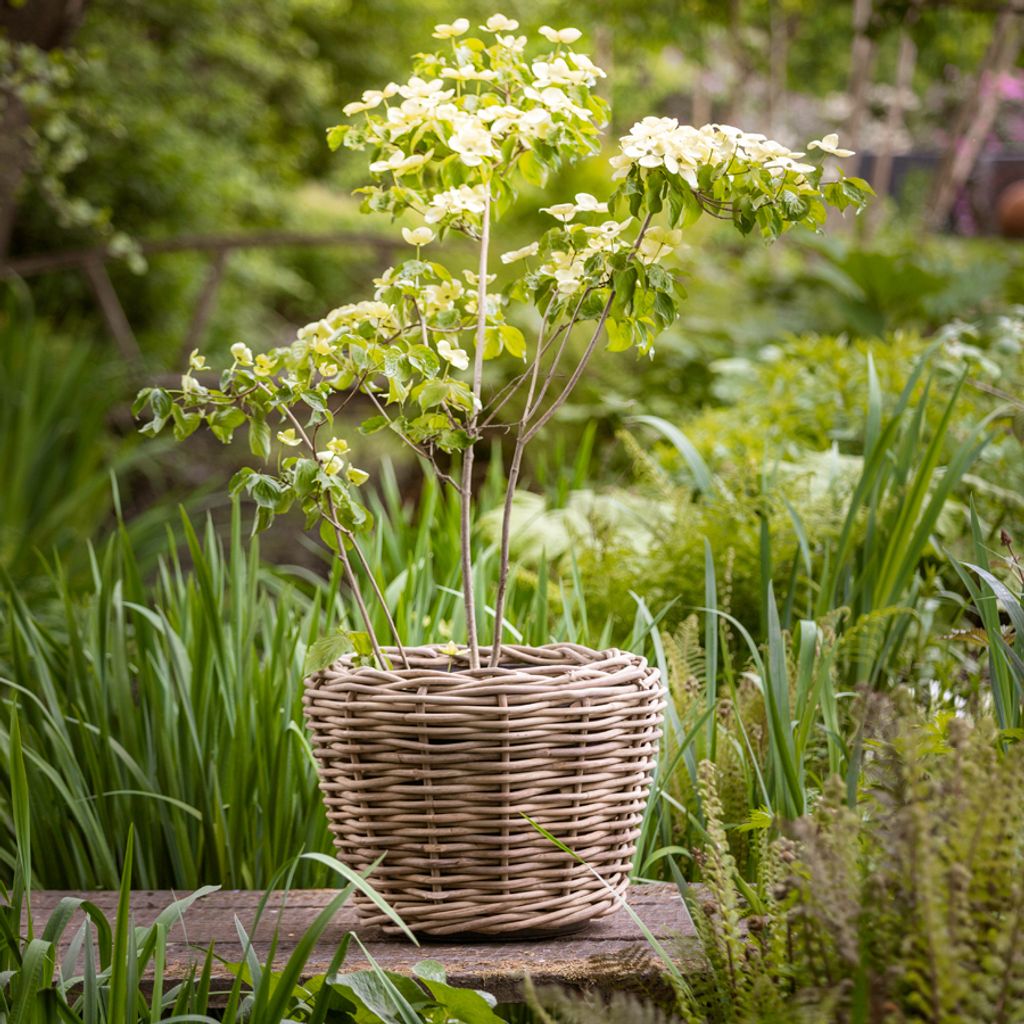 Van Der Leeden Pflanzkasten Aus Rattan – Grau, Wasserdicht & Handgefertigt | Für Balkon, Terrasse, Garten