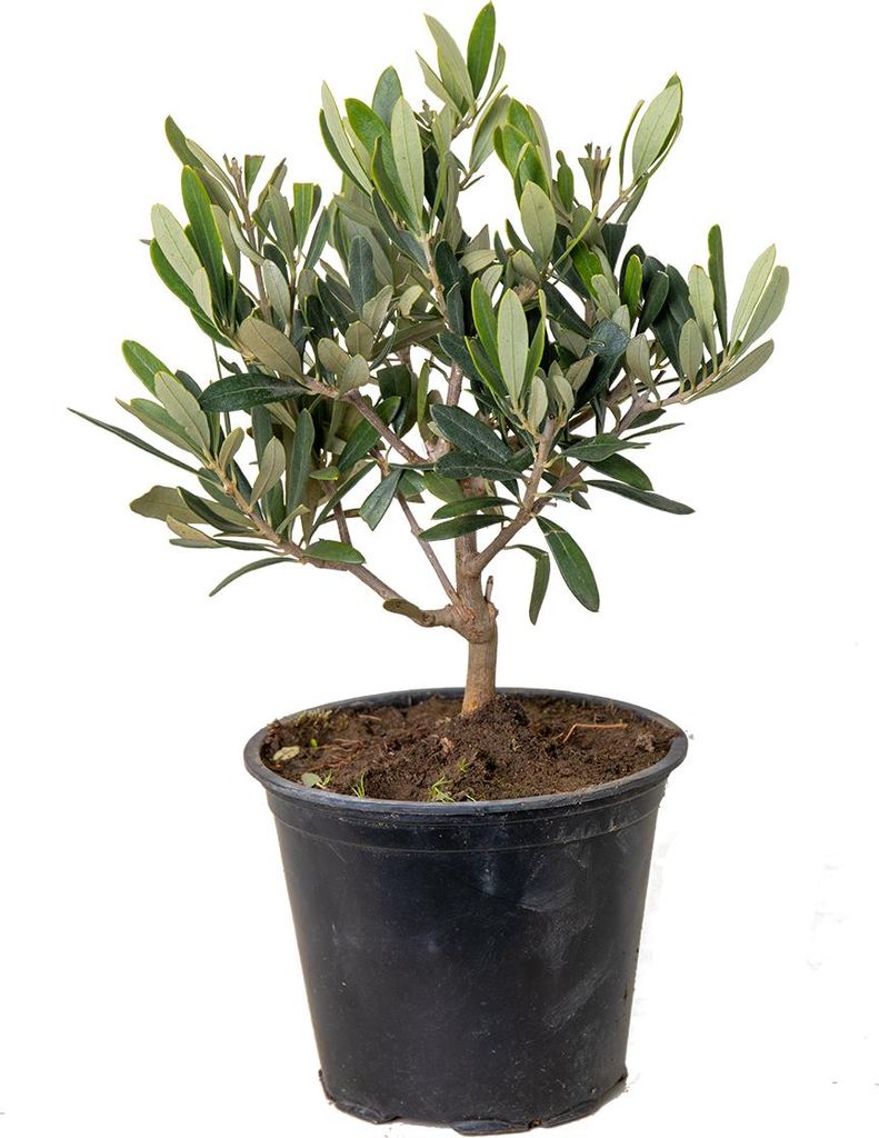 Bloomique - Olea Europaea - Olivenbaum Echt - Gartenpflanzen Winterhart - Höhe 20-30 cm - Topf 14 cm