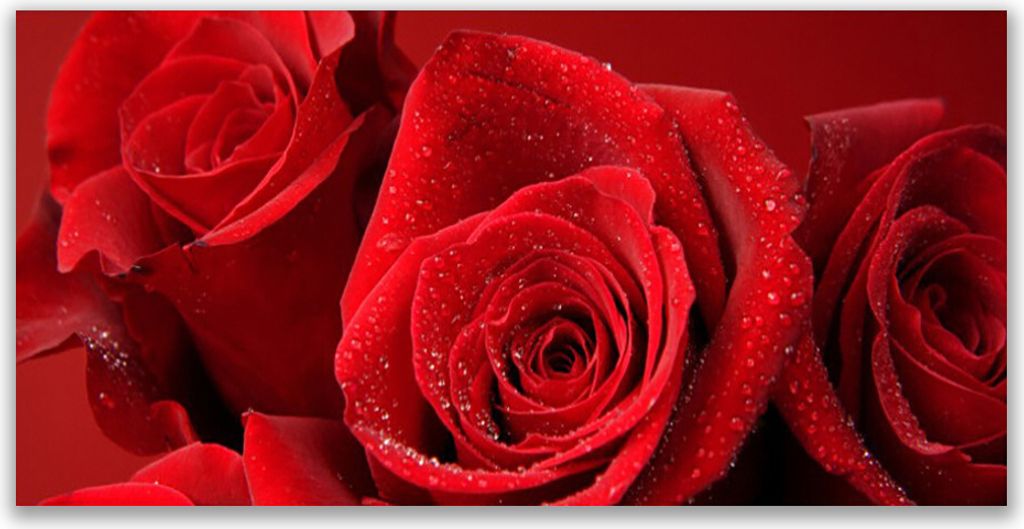 Glasbilder 140x70 Wandbild Druck auf Glas Rosen Pflanzen
