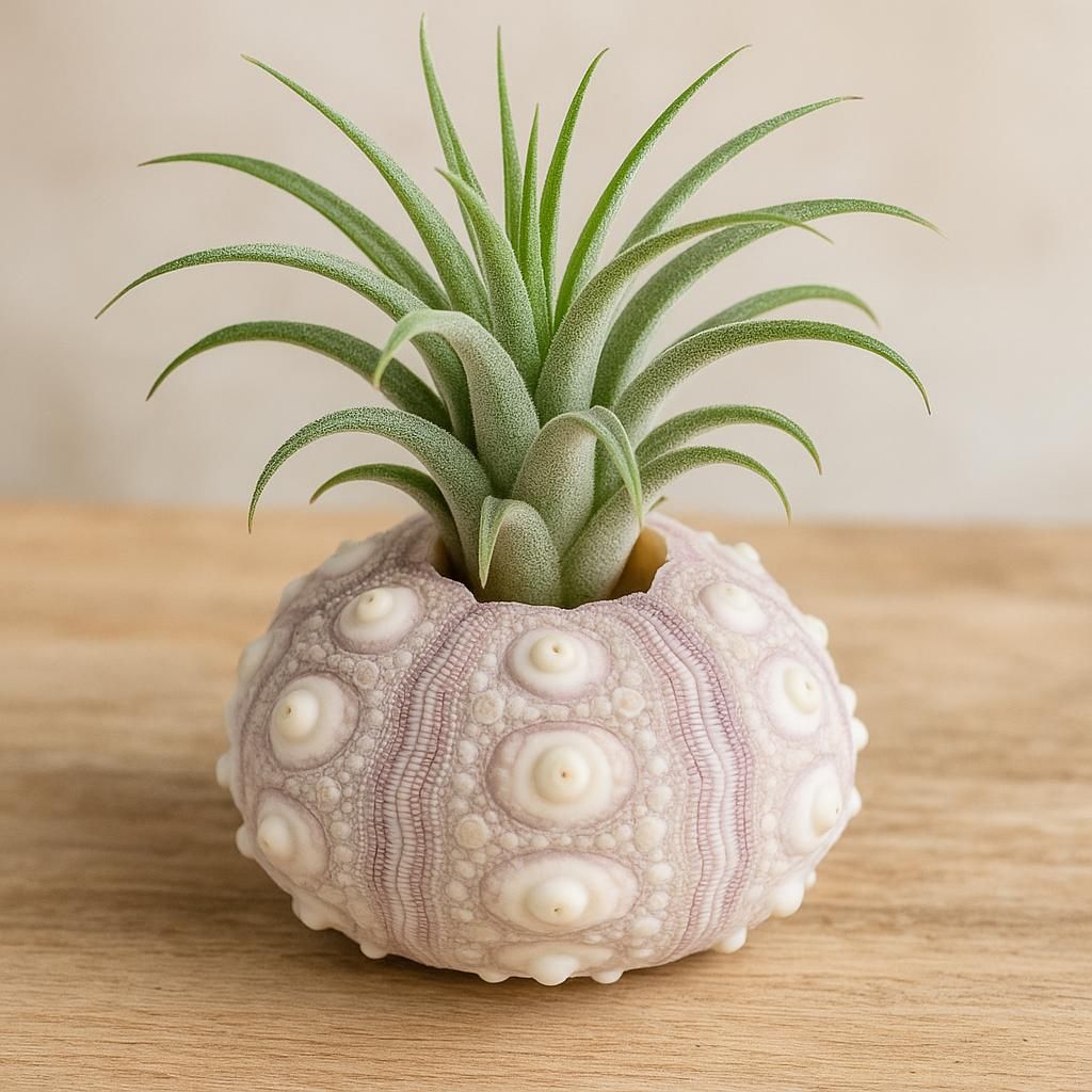 Seeigelgehäuse Sputnik 5-7 cm echt Phyllacanthus imperialis Produktbild 