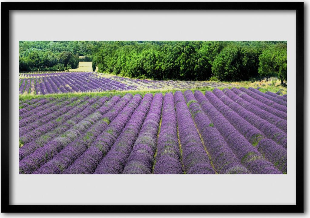 Bild 100x70 MDF-Rahmen Wandkunst Wiese Blumen Natur Pflanze