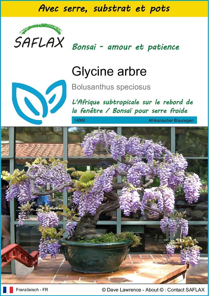 SAFLAX Ensemble de culture - Glycine arbre - 15 graines - Image du produit 