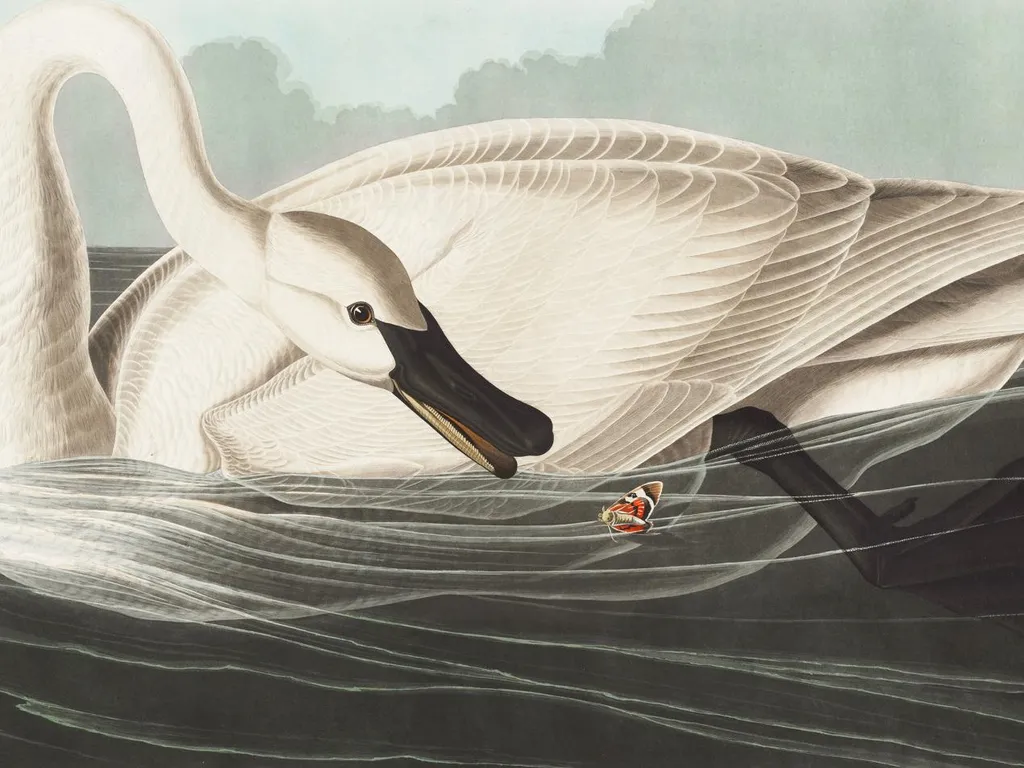 Grand Tableau Cygne Trompette 100x75 cm - Impression Qualité Art Vintage