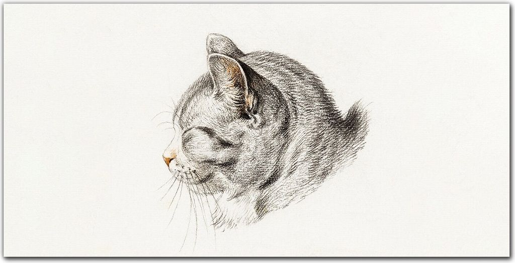 Coloray Küchenrückwand 100x50 Spritzschutz aus Glas - Haustier Katze