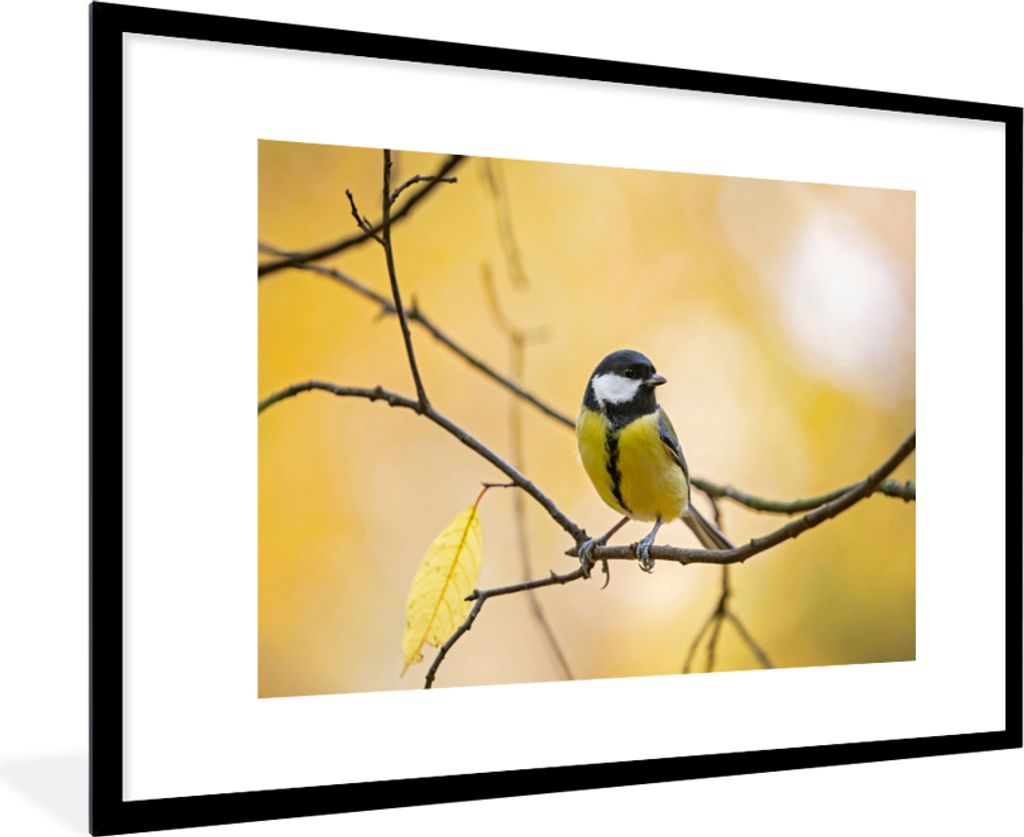 MuchoWow Gerahmtes Poster Kohlmeise - Zweig - Vogel - Tiere 90x60 cm - Poster mit Schwarzem Bilderrahmen Wandposter Rahmen Foto Bilder - Wanddeko...
