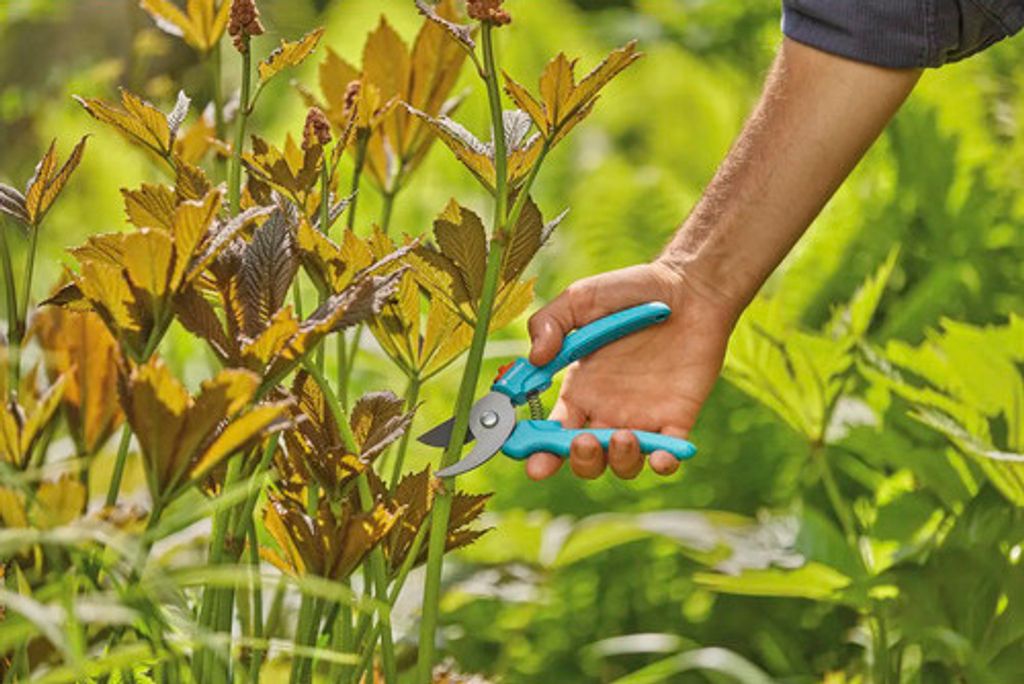 A person's hand is using teal pruning shears to cut a plant stem in a garden.