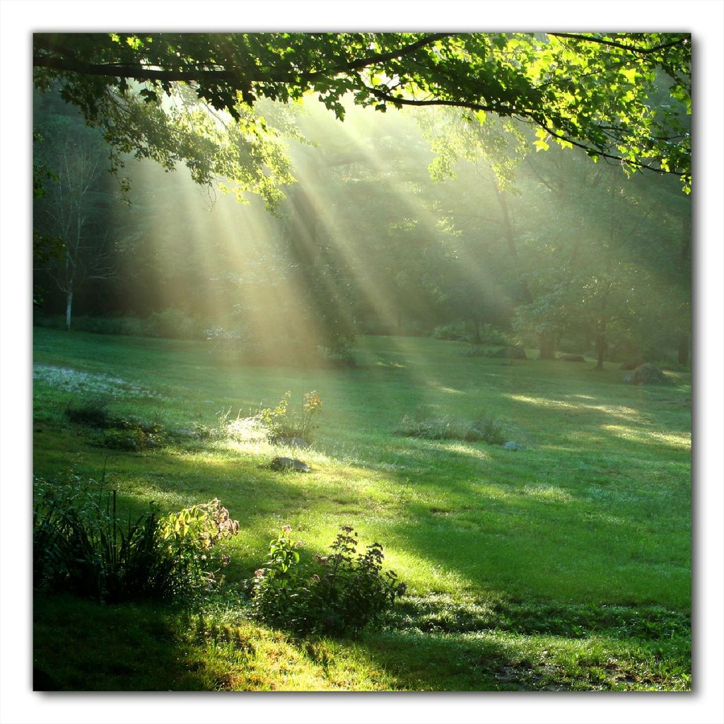 Wallario selbstklebende Möbelfolie/ Tischdecke für Innen und Außen, Größe: 90 x 90 cm - Sonnenstrahlen im Wald