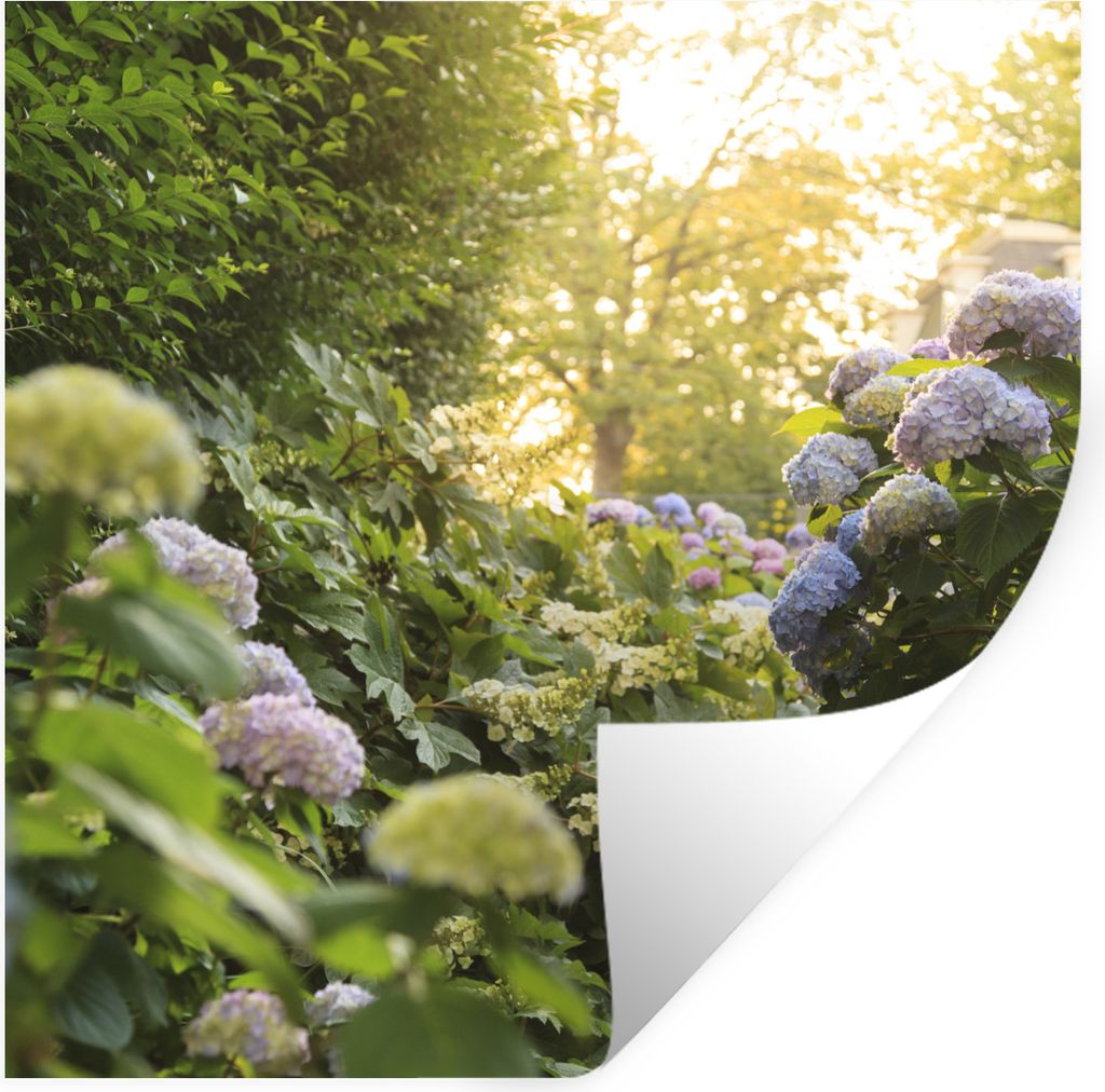 MuchoWow Wandtattoo Wandsticker Wandaufkleber Gelbe Hortensien im Garten 80x80 cm Selbstklebend und Repositionierbar - Wierderverwendbar - Selbst...