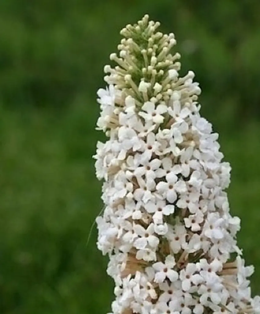 Buddleja Markeep Marbled White® à fleurs blanches - Arbuste décoratif 60cm