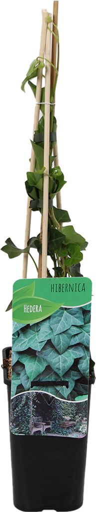 Bloomique - Hedera Hibernica - Großblättriger Efeu - Immergrün - Kletterpflanzen - Gartenpflanzen - Winterhart - Topf 15 cm - 70-80 cm hoch