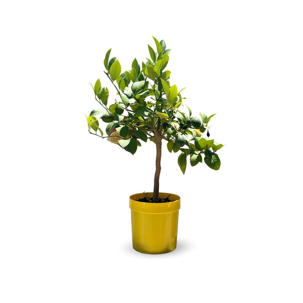Citronnier meyer - citrus meyer - agrume méditerranéen - Image du produit 
