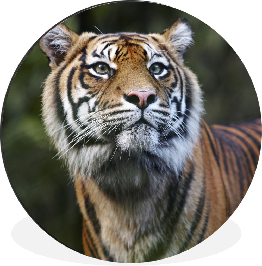 MuchoWow Aluminium Wandkreis Porträt eines Sumatra-Tigers Ø 90 cm Wanddeko Modern Wohnzimmer - Mauerkreis - Wandbilder - Runde Bild - Bild aus ...