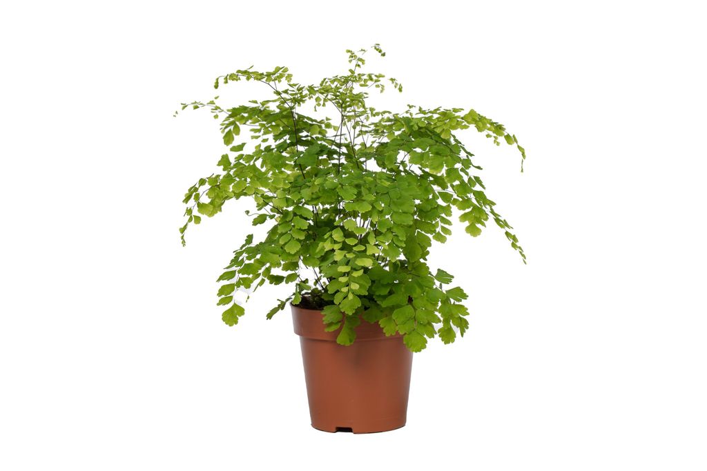 Farn Frauenhaarfarn (Adiantum Fragrans) mit Kaufland.de