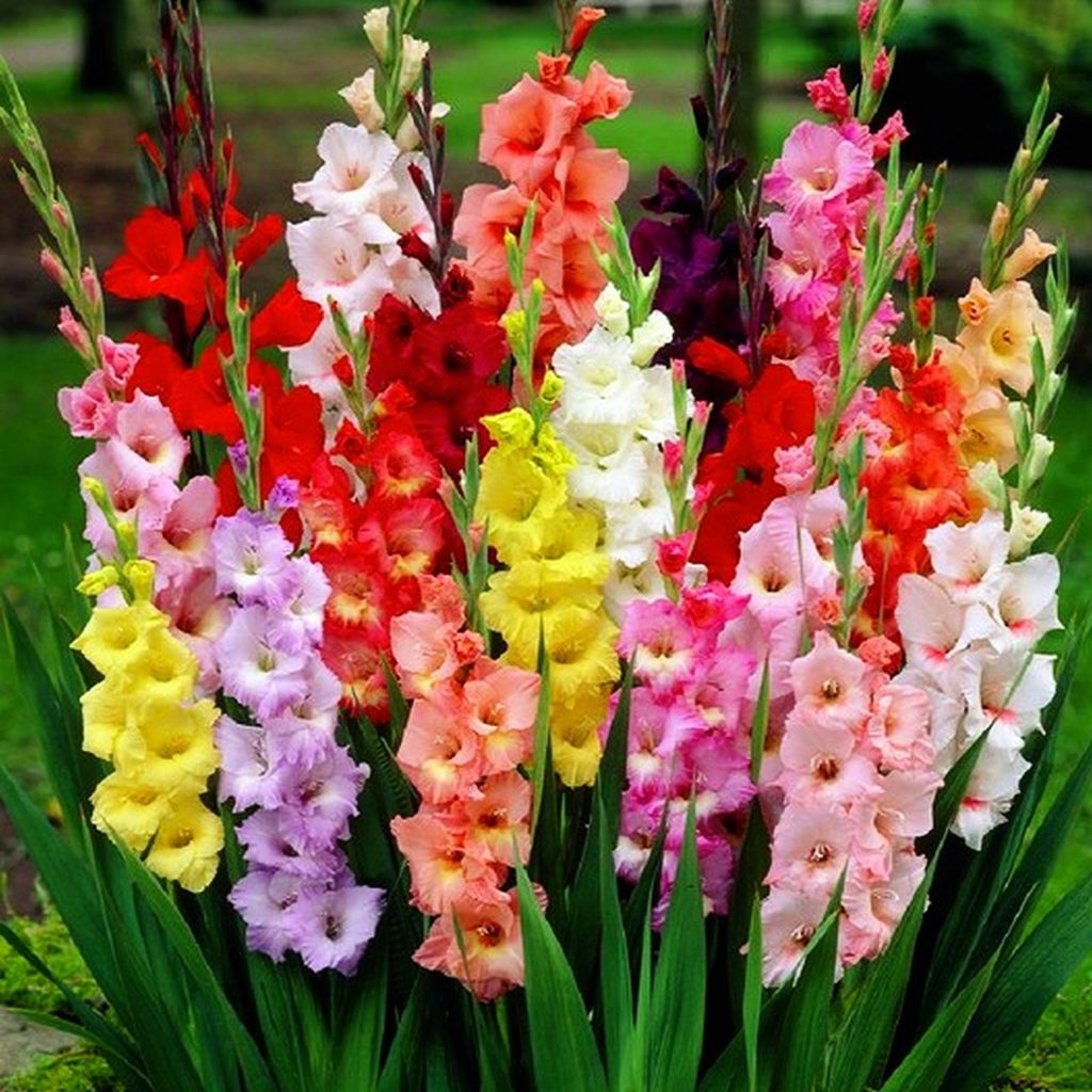 Gladiolus Gladiolus Mix 50 ks cibule gladiolus Obrázok produktu 