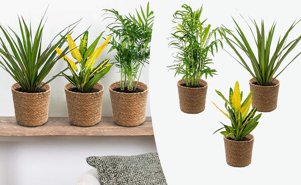3x Tropische Zimmerpflanzenmischung Inkl. Seagrass Basket Lux – 12 cm - 25-40 cm