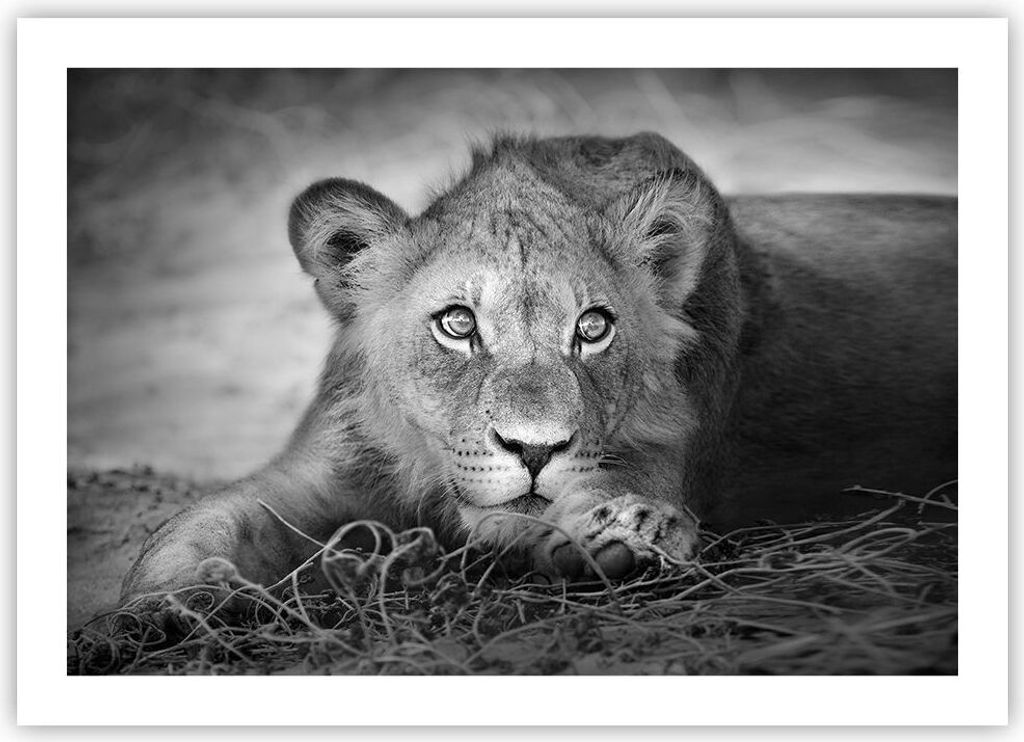 Poster - Poster ohne Rahmen - Löwe asiatisch Porträt - 70x50 cm - Wand Bild - Wanddeko - Wandbilder - Kunstposter - Wandposter - Bilder - Kunstdr...