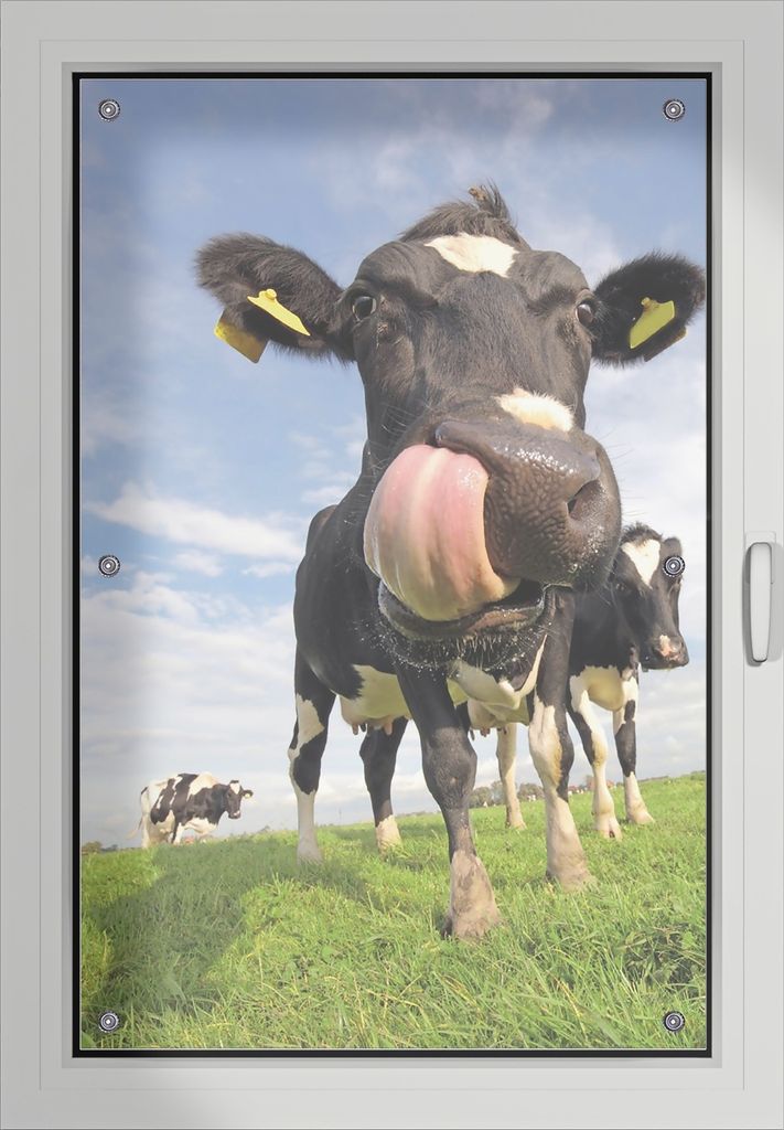 Wallario Lichtschutzbild, Dekorativer Sichtschutz Sonnenschutz 60 x 93 cm mit Motiv: Lustige Kuh auf der Weide mit herausgestreckter Zunge - Verdun...