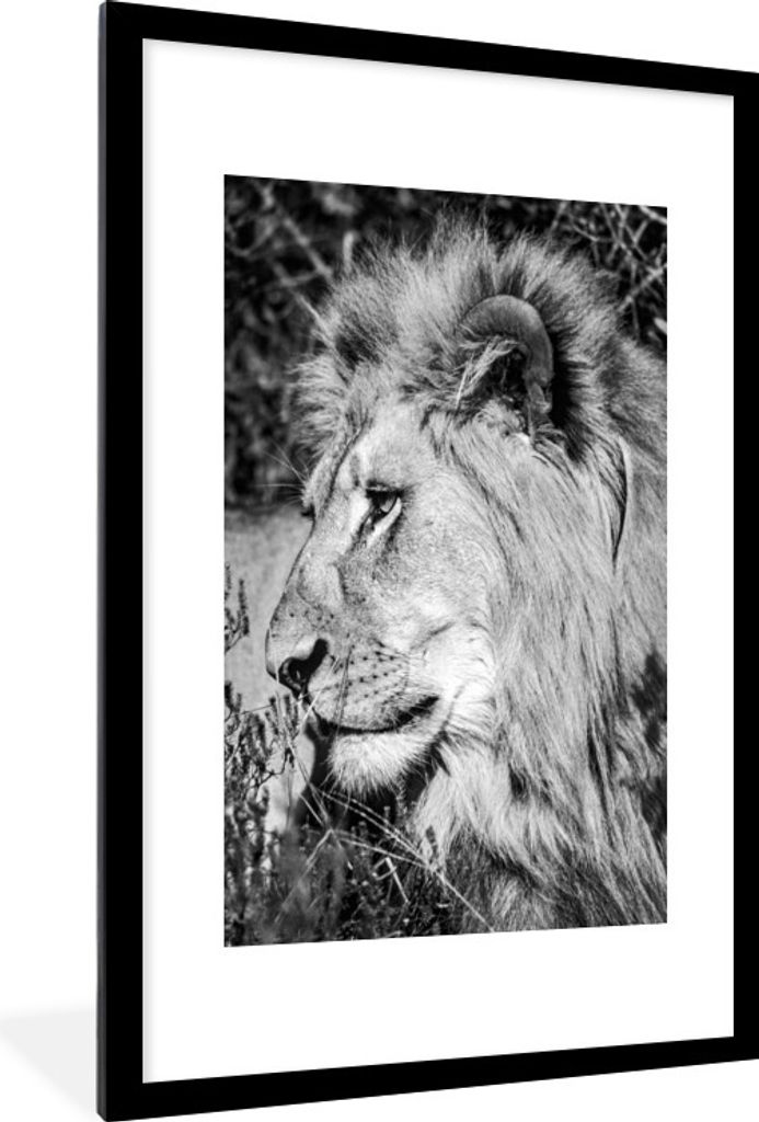 MuchoWow Gerahmtes Poster Löwe - Tiere - Wild 60x90 cm - Poster mit Schwarzem Bilderrahmen Wandposter Rahmen Foto Bilder - Dekoration - Wandpost...