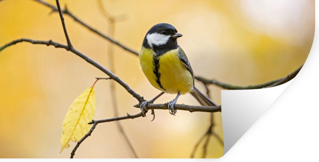 MuchoWow Wandtattoo Wandsticker Wandaufkleber Kohlmeise - Zweig - Vogel - Tiere 80x40 cm Selbstklebend und Repositionierbar - Aufkleber