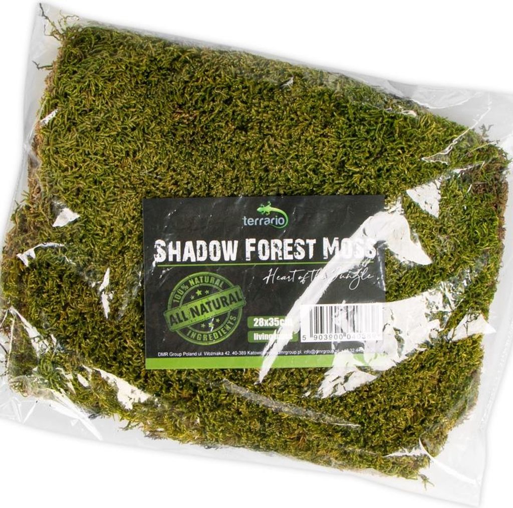 Terrario Shadow Forest Moss - muschio naturale 35x28cm Immagine del prodotto 