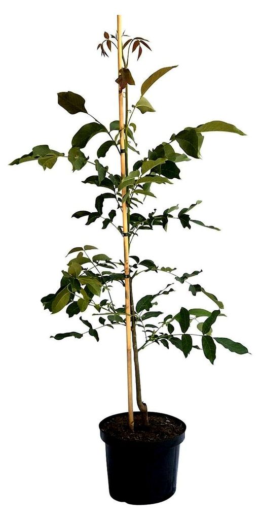 Walnussbaum als Sämling, kräftiger und robuster Baum, 80-100 cm, 10 Liter Topf