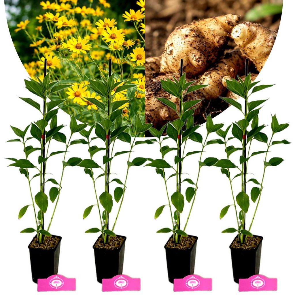 Set van 4 *Helianthus tuberosus* 'Bianca' – Topinamboer – Productafbeelding 