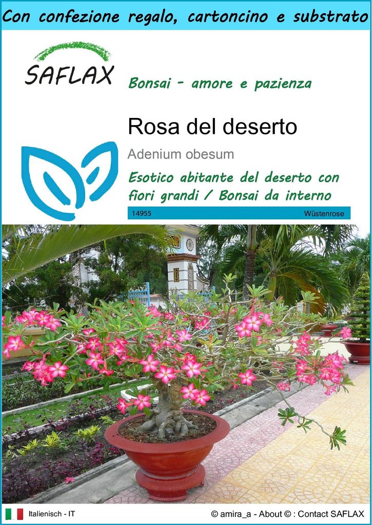 SAFLAX Set regalo - Rosa del deserto - 8 semi - Adenium Immagine del prodotto 