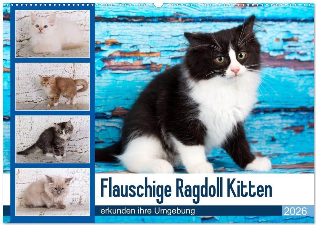 Flauschige Ragdoll Kitten (Wandkalender 2026 DIN A2 quer), CALVENDO Monatskalender