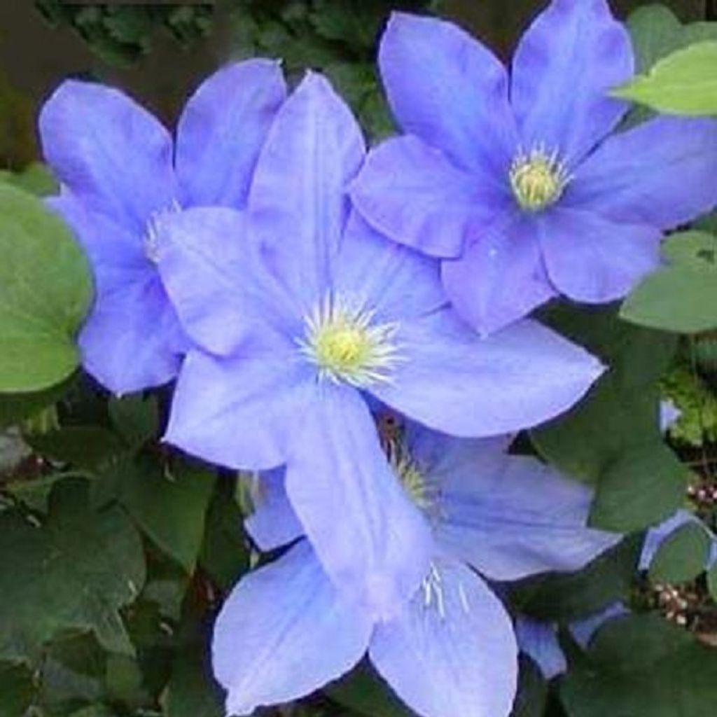 2 x Waldrebe - Clematis 'Hf Young' | 50-60 cm in Container