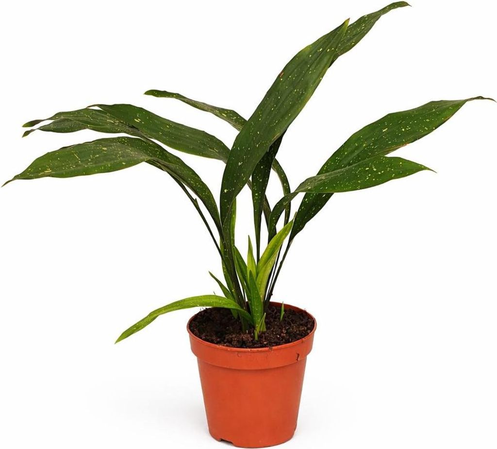 Aspidistra elatior Milky Way 50-60 cm – Schusterpalme mit weißen Sternsprenkeln | Pflegeleichte Schattenpflanze Ø15 cm Topf