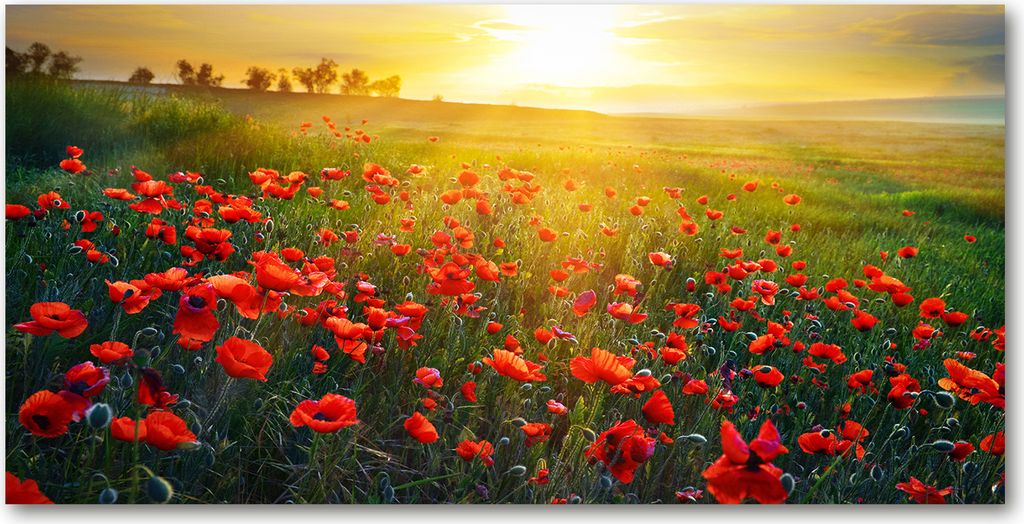 Tulup Leinwandbild - 120x60 cm - Wandkunst - Drucke auf Leinwand - Leinwanddruck - Landschaften - Rot - Mohnfeld
