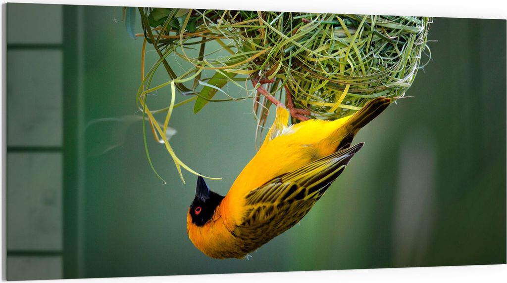 DEQORI Glasbild Acryl 100x50 cm 'Maskenweber baut Nest' Wandbild Bild modern Deko