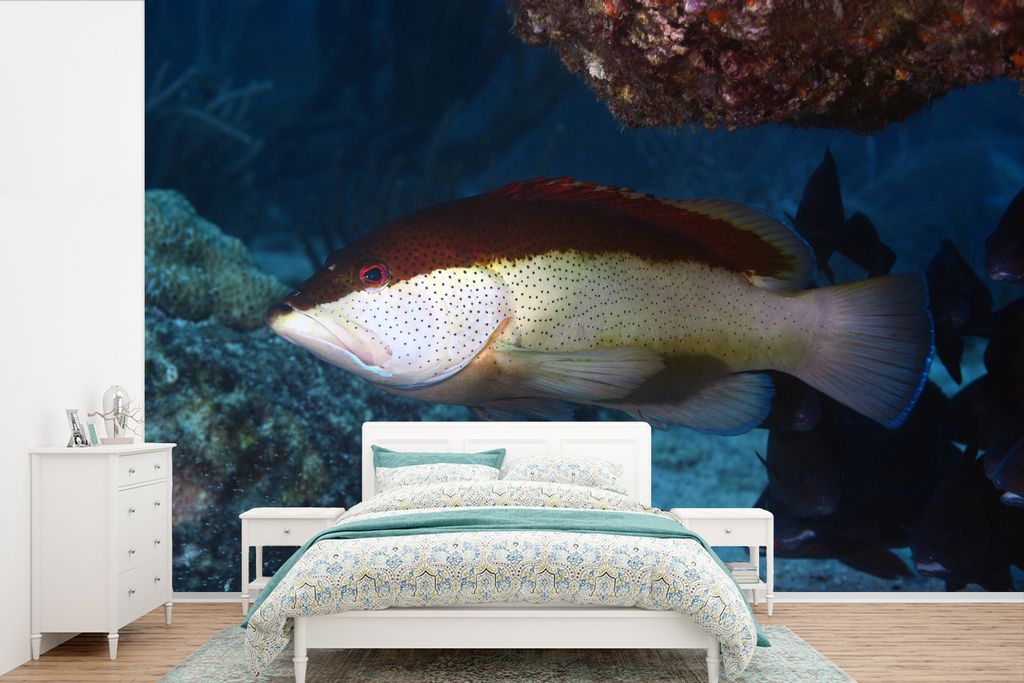 MuchoWow Fototapete für Wohnzimmer oder Schlafzimmer Wandtapete Vinyl Motivtapete Zweifarbige Variante des Wolfsbarschs - 360x240 cm - Vinyl-Tapete