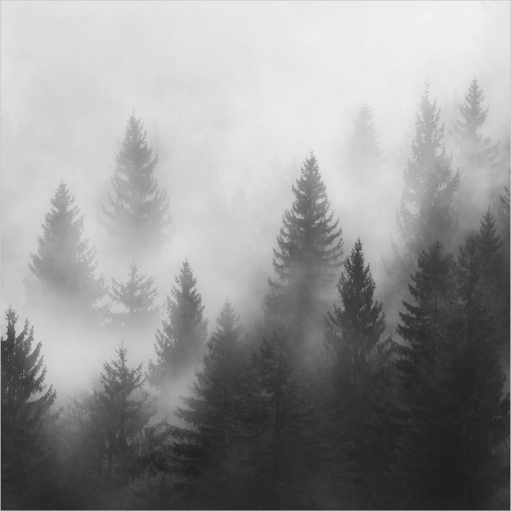 Fototapete Wald - Vliestapete - Bildtapete UV-beständig Design Motiv Wandtapete geruchsfrei