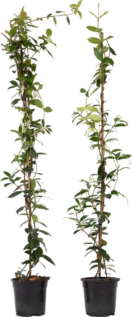 Sternjasmin - 2 Stk - Trachelospermum jasminoides - Höhe Produktbild 1