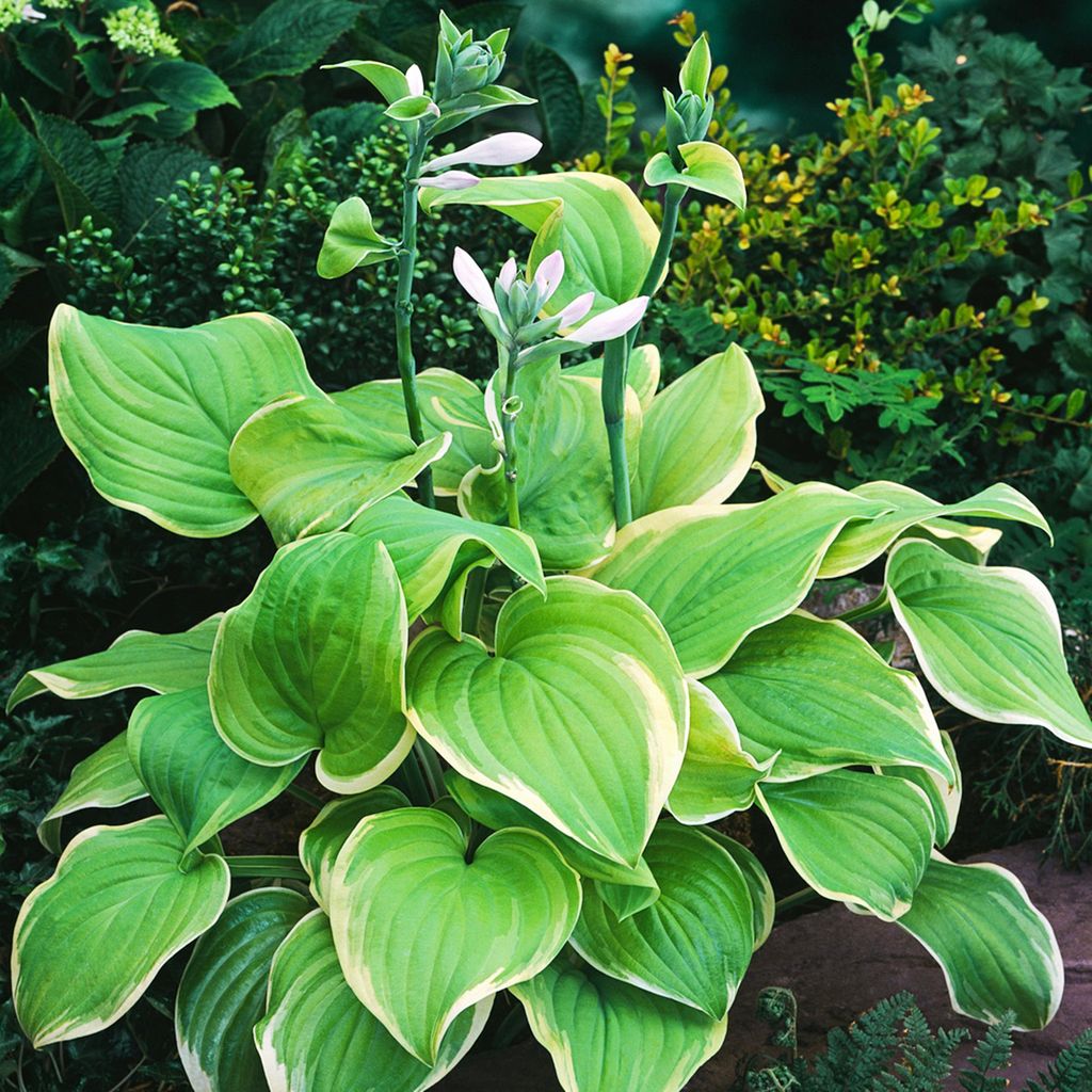 Funkie Hosta Knolle Zierblätter Schattenpflanzen Funkie Fragrant Bouquet 1 St.