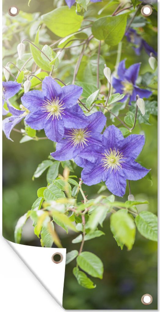 MuchoWow 80x160 cm Outdoor-Poster Gartendeko Sichtschutz Garten Poster für den Garten Lila Blüten an einer Kletterpflanze