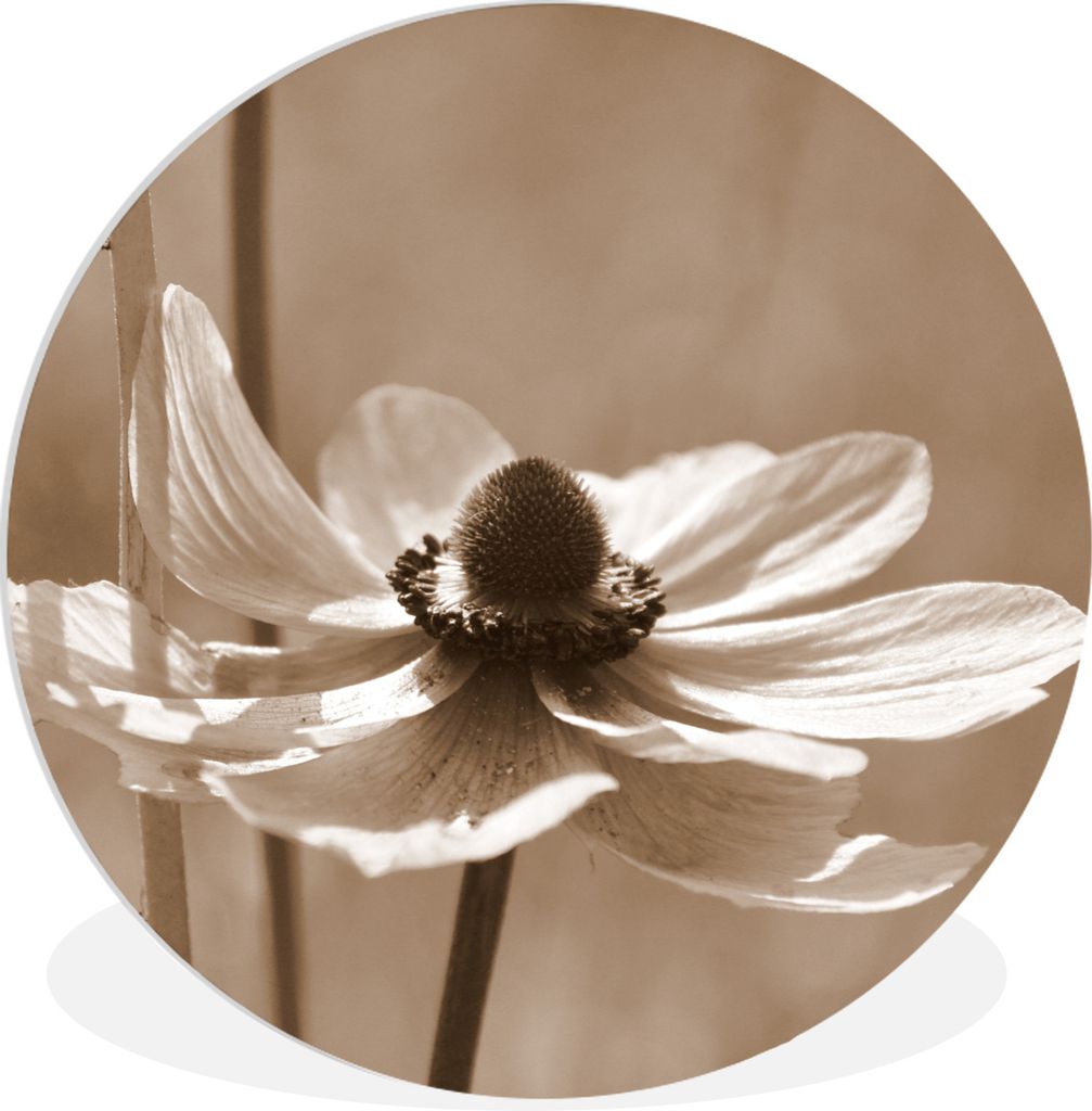 MuchoWow Rundes Wandbild - Runde Bilder Blume der Anemone Sepia-Fotodruck Ø 30 cm Kreis Wanddekoration Kunststoff - Wandkreis - Wandschmuck - Sc...