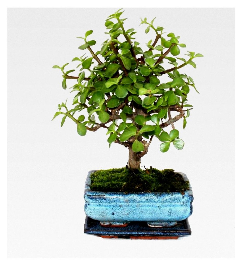 Bonsai - Portulacaria afra - Jadebaum - Afrikanischer Produktbild 