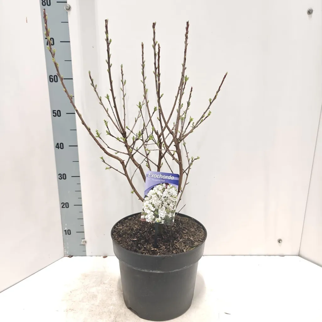 Arbuste aux perles Niagara : plante de haie fleurie 40-60 cm en pot