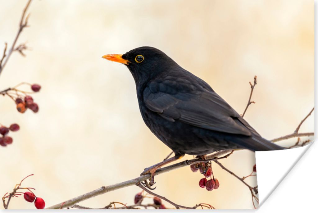 MuchoWow Poster Amsel - Vogel - Zweige - Beere - Rot 90x60 cm - Schlafzimmer