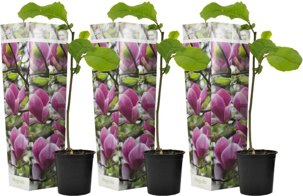 Arbre à tulipes - Set de 3 - Magnolia 'Susan' - Hauteur Image du produit 