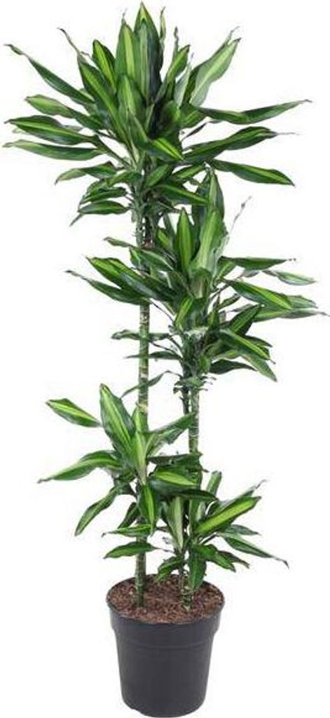 Dragoneret, plante d'intérieur Ø27cm Ø150cm - plante verte Image du produit 